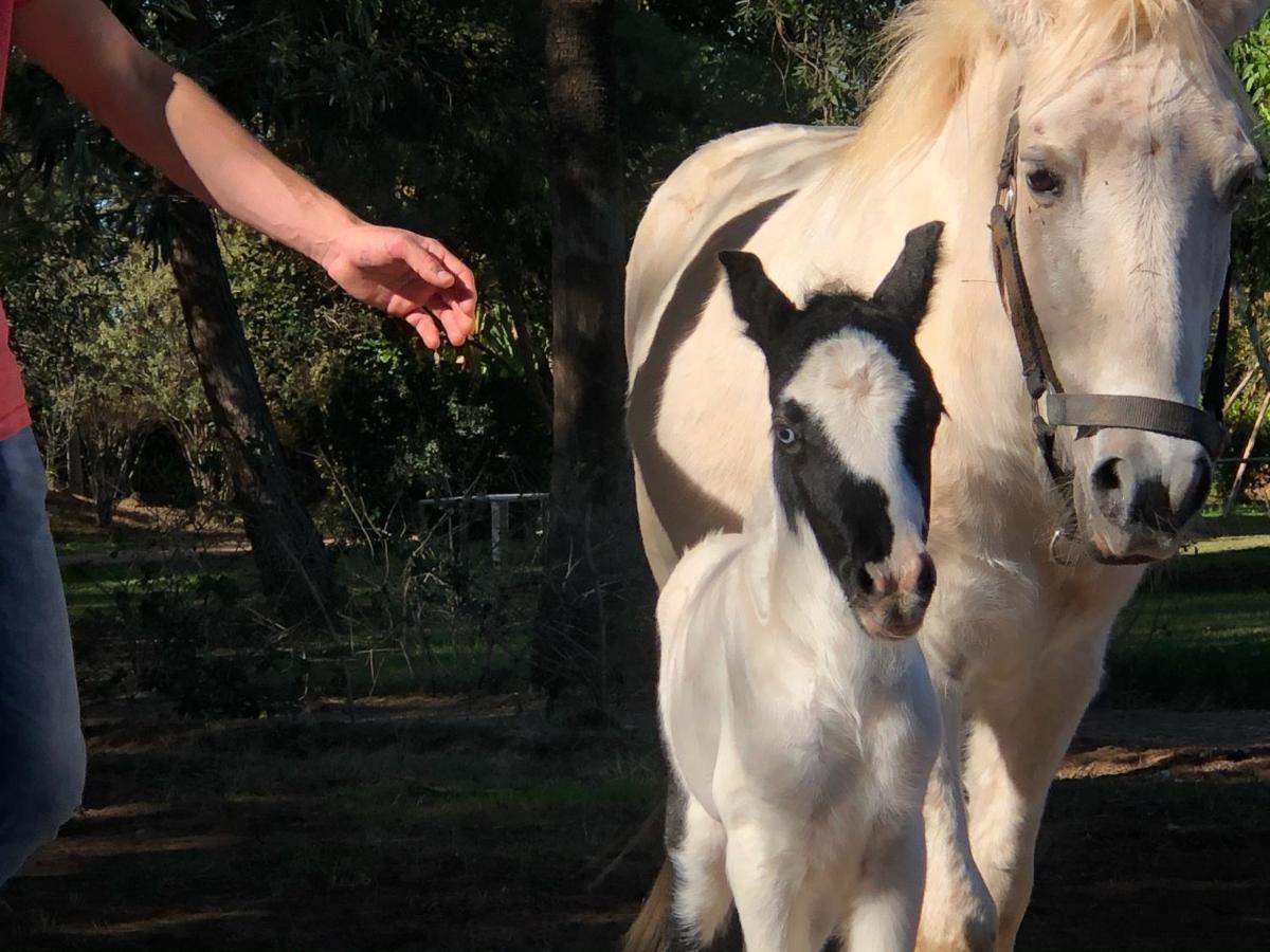 La Vie En Rose - Horses & Dogs House Bed and Breakfast Aït Hamid Eksteriør billede